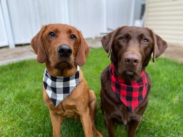 Hank & Tuck Pet Bandanas